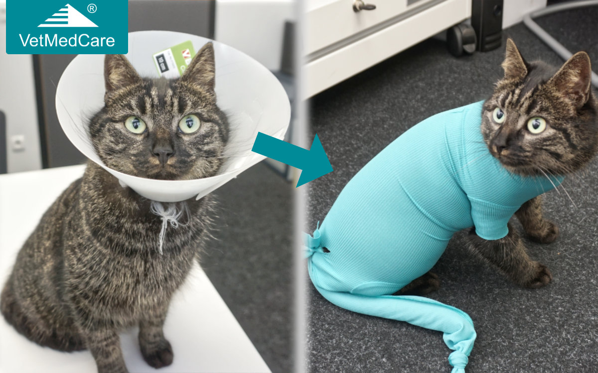 Katze Halskrause tauschen gegen Katzenbody