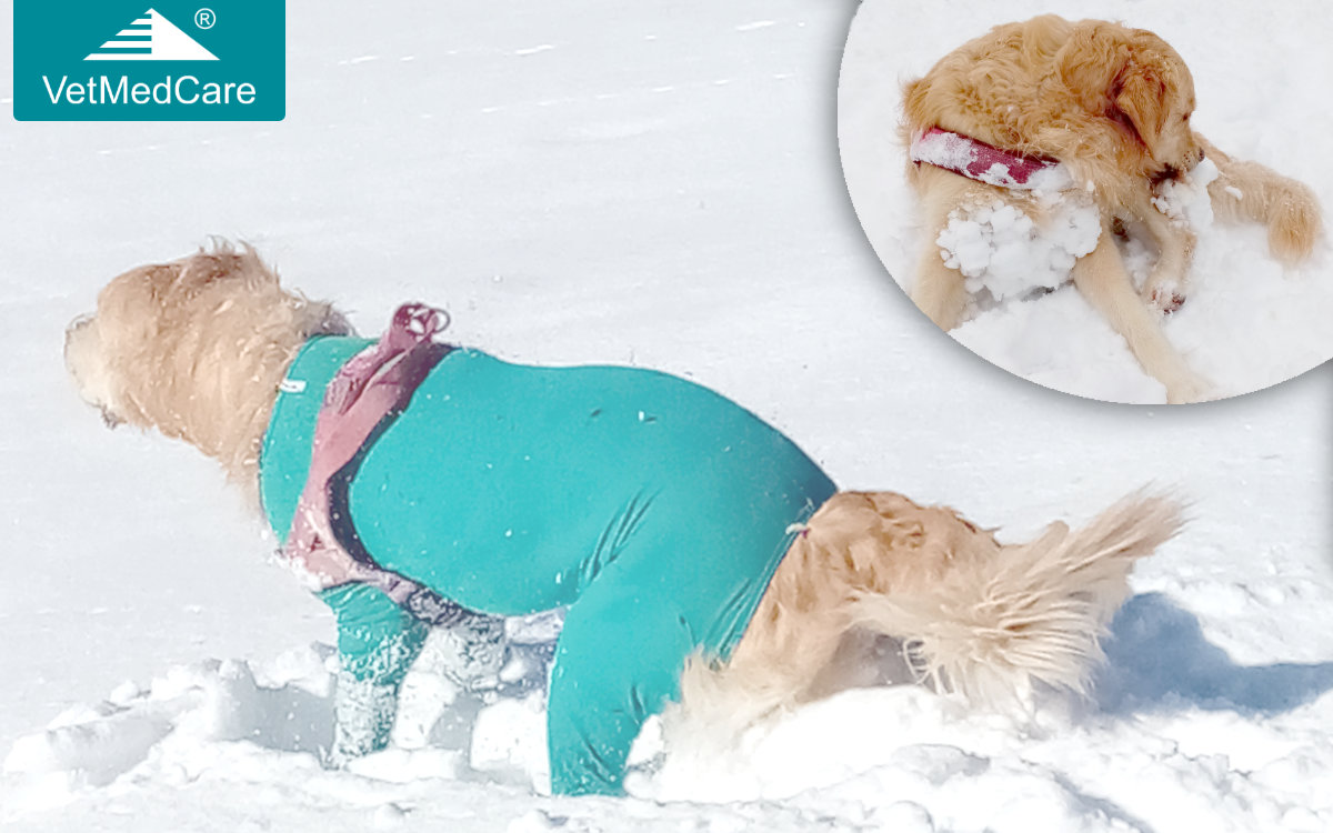 Hundefell Schneebälle Schneeklumpel im Fell