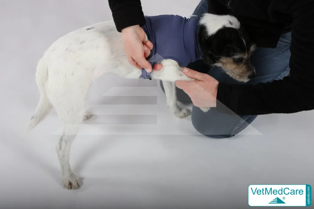 So wird der Body ausgezogen