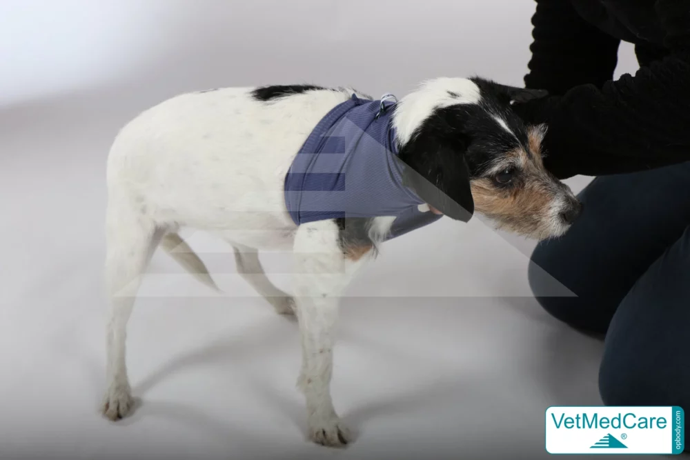 So wird der Body angezogen