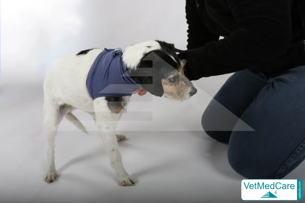 So wird der Body angezogen