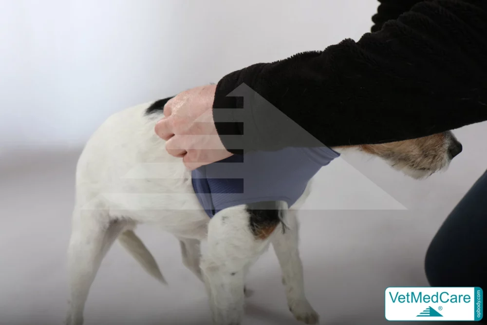 So wird der Body angezogen