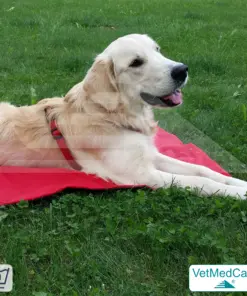 Animal Pad | stark isolierende Hundedecke Rot/Schwarz - auch für das Hundebett und Auto | VetMedCare®