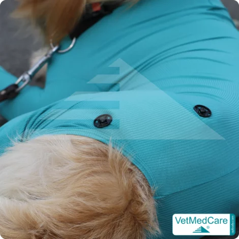 Druckknöpfe Set | schwarz | VetMedCare®