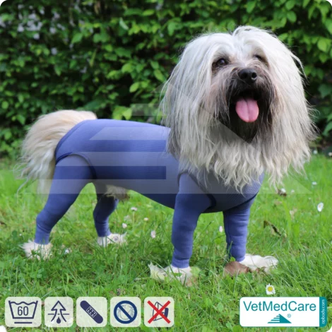 Hundebody Rüde mit Läufen | Ganzkörperbody speziell für den Rüden | VetMedCare®