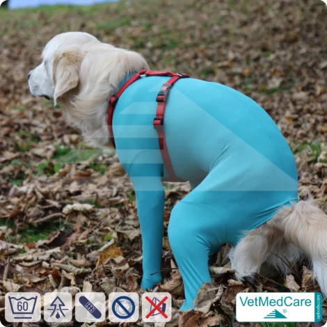 Hundebody Rüde mit Läufen | Ganzkörperbody speziell für den Rüden | VetMedCare®