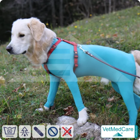 Hundebody Rüde mit Läufen | Ganzkörperbody speziell für den Rüden | VetMedCare®