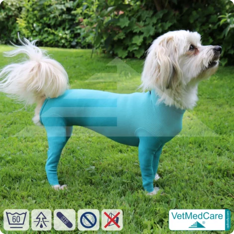 Hundebody für Hündin mit Läufen | Ganzkörperbody speziell für die Hündin | VetMedCare®