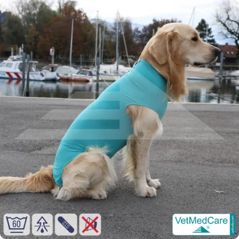 Hund OP Hundebody Female | Body speziell für die Hündin | VetMedCare®