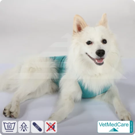 Hund OP Hundebody Male | speziell für den Rüden | VetMedCare®