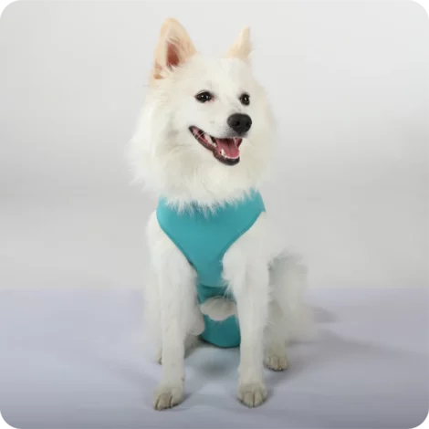 Hund OP Hundebody Male | speziell für den Rüden | VetMedCare®. Feedbild.