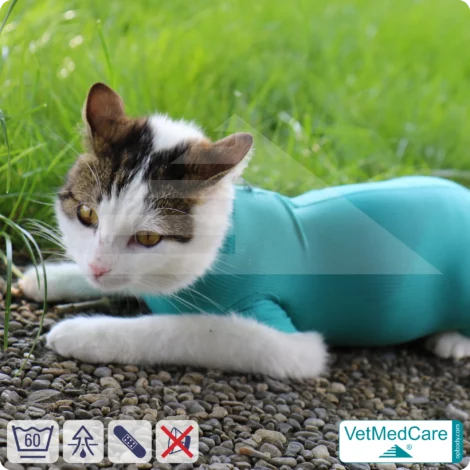 Katzenbody + Wundschutz speziell für Katzen entwickelt | VetMedCare® Cat Bodysuit