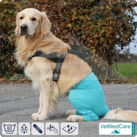 Hunde Sicherheitshosen + Hundewindeln | Dog Safety Pants bei Läufigkeit, Menstruation und Inkontinenz | VetMedCare®