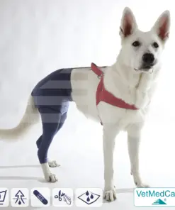 Hunde Sicherheitshosen + Hundewindeln | Dog Safety Pants bei Läufigkeit, Menstruation und Inkontinenz | VetMedCare®