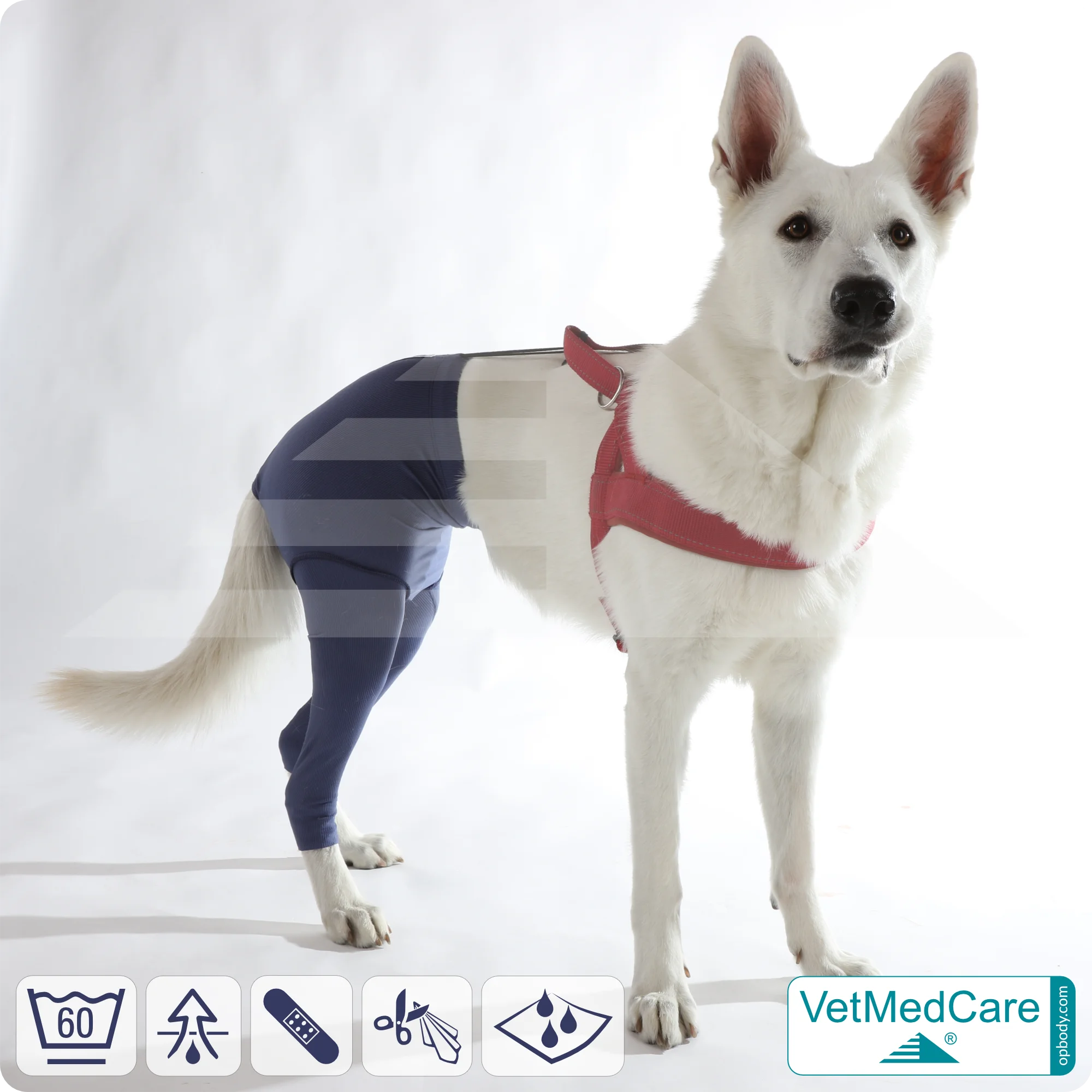 Hunde Sicherheitshosen + Hundewindeln | Dog Safety Pants bei Läufigkeit, Menstruation und Inkontinenz | VetMedCare®