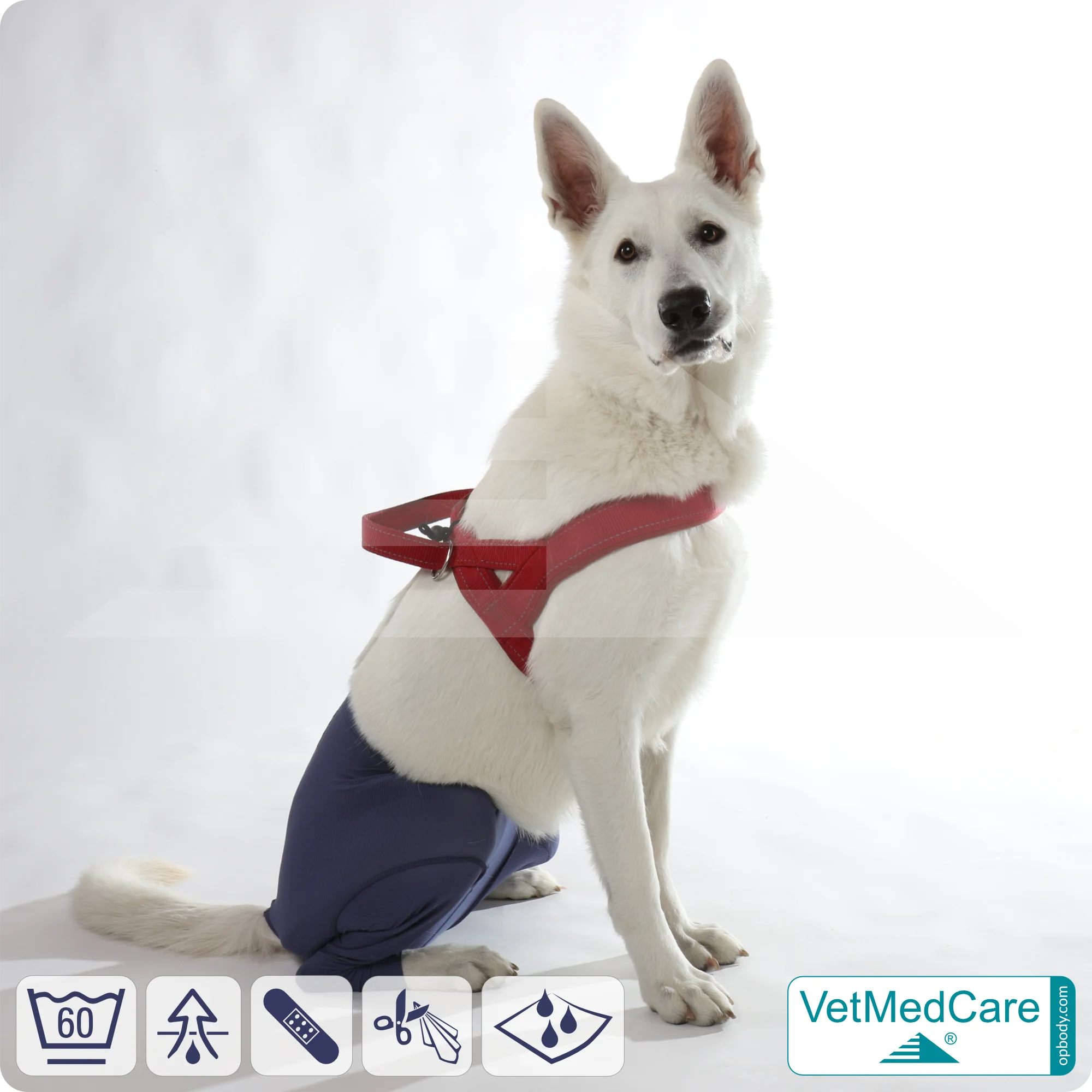 Hunde Sicherheitshosen + Hundewindeln | Dog Safety Pants bei Läufigkeit, Menstruation und Inkontinenz | VetMedCare®