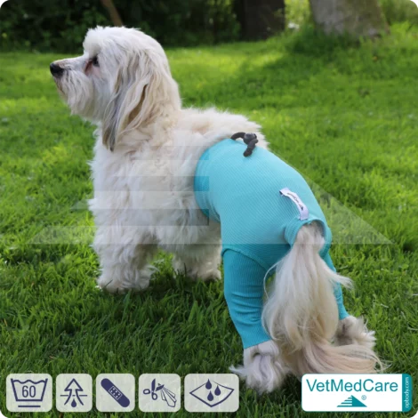 Hunde Sicherheitshosen + Hundewindeln | Dog Safety Pants bei Läufigkeit, Menstruation und Inkontinenz | VetMedCare®