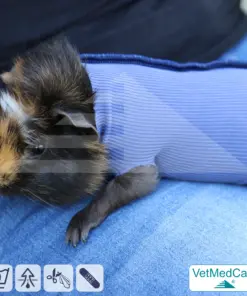 Safety Tubes DIY | wie Mullbinde, Verband und Pflaster in einem | Schutz Strümpfe für Haustiere wie Hamster, Hase und Kleintiere | VetMedCare®